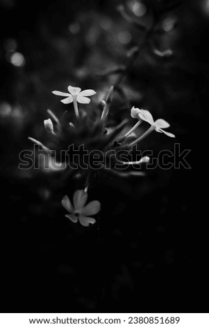 blackandwhite portrait of flower plant with white flower 