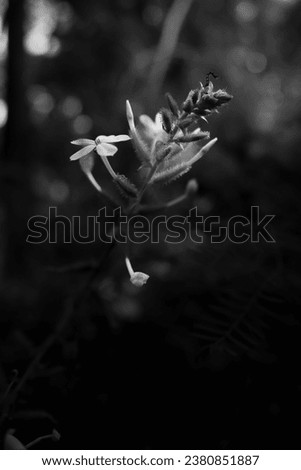 blackandwhite portrait of flower plant with white flower 