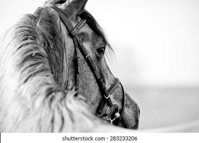 Black-and-white portrait of a sports stallion in a bridle. - Powered by Shutterstock