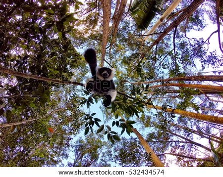 A black-and-white ruffed lemur hanging down from the tree canopy in Andasibe-Mantadia National Park on Madagascar