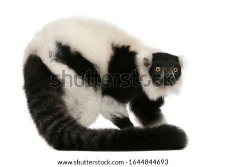 Black-and-white ruffed lemur, Varecia variegata, 24 years old, in front of white background