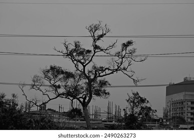 A black-and-white scene of a lonely tree, unnoticed and growing on the roadside, yet looking healthy with many leaves, appearing out of place in its surroundings. - Powered by Shutterstock