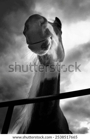 Similar – Image, Stock Photo Look me in the eyes mare.