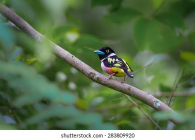 Black And Yellow Broadbills Images Stock Photos Vectors