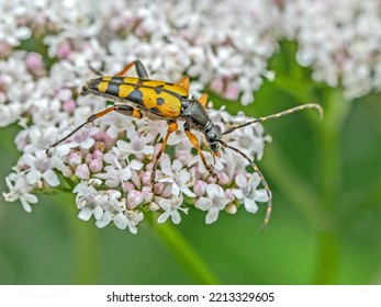 Black-and-yellow Longhorn Beetle  'Strangalia Maculata', Closeup View