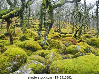 Black-a-Tor Copse high altitude oak woodland above the West Okement River where the bright green lichens and mosses cover the rocks and trees, Dartmoor National Park, Devon, UK - Shutterstock ID 1345513682