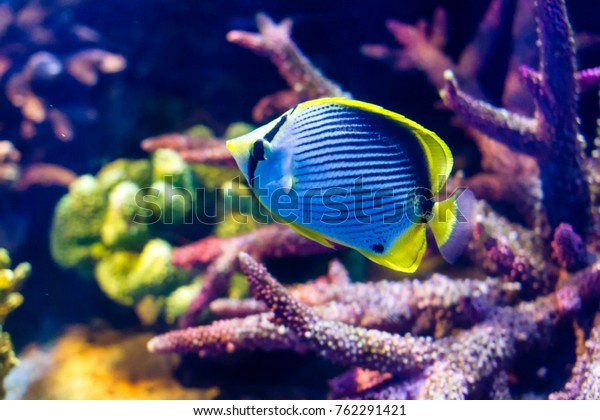 Blackback Butterflyfish Chaetodon Melannotus Stock Photo Edit Now