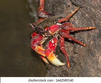 Gecarcinus Lateralis Images Stock Photos Vectors Shutterstock