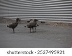 blackback gulls seagulls young chicks in carpark