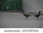 blackback gulls seagulls young chicks in carpark