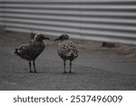 blackback gulls seagulls young chicks in carpark