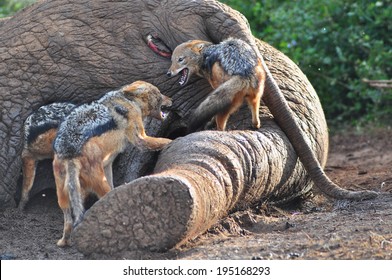 Black-backed Jackal Around A Dead Elephant Fighting For Food