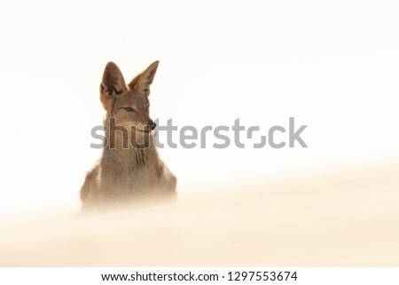 Image, Stock Photo Cheer up! Animal