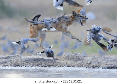 BLACKBACKED JACKAL (Canis mesomelas) cazando aves en un pozo de agua del desierto, kalahari, Sudáfrica. Hay una tribu de chacales que han aprendido a emboscar a los pájaros que vienen a beber en un pozo de agua del desierto