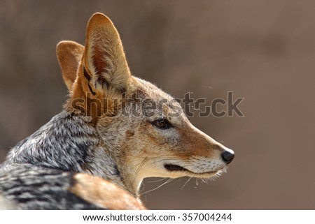 Black-Backed Jackal, Canis mesomelas mesomelas, portrait of mammal with long ears, Namibia, South Africa.