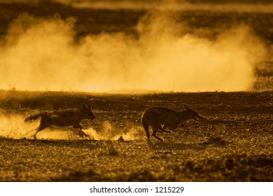 Black-Backed Jackal : Canis Mesomelas : South Africa : Kalahari Dessert