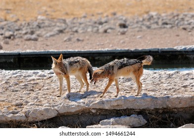 Black-backed Jackal In The Etosha Pan In Namibia