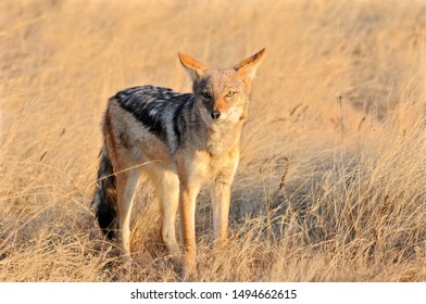 Black-backed Jackal In The Etosha Pan In Namibia