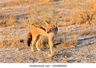 Black-backed Jackal In The Etosha Pan In Namibia