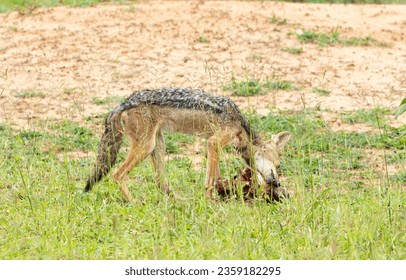 A Black-backed Jackal has scavenged the muzzle of a kudu killed by lions nearby. The jackal lives in pairs in a territory they regularly patrol. They are alert and intelligent and nimble. - Shutterstock ID 2359182295