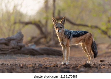 Black-backed jackal (Lupulella mesomelas) looking for food and a drink at a waterhole in a Game Reserve in the Tuli Block in Botswana - Powered by Shutterstock