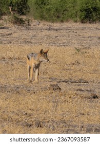 black-backed jackal or silver-backed jackal (Lupulella mesomelas schmidti) Chobe National Park, Botswana - Shutterstock ID 2367093587