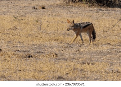 black-backed jackal or silver-backed jackal (Lupulella mesomelas schmidti) Chobe National Park, Botswana - Shutterstock ID 2367093591