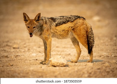 215 Silver back jackal Images, Stock Photos & Vectors | Shutterstock