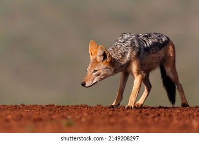 Black-backed jackal stealing a part from a carcass in a Game Reserve in South Africa - Powered by Shutterstock