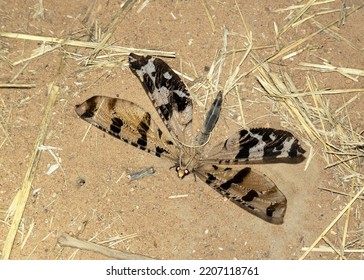 The Black-banded Veld Antlion is one of the larger members of the family with distinctive black bands on the wings. The adults tend to be nocturnal and found in arid grasslands.