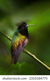 Black-bellied Hummingbird, Eupherusa nigriventris, black head bird endemic in Costa Rica. Small hummingbird sitting on the branch in the green tropic forest, La Paz, Vera Blanca, Costa Rica.