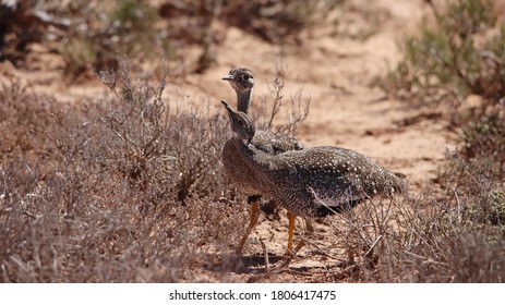 Black-bellied Korhaan In The Desert Lanscape