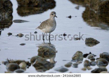 Black-bellied Plover in nonbreeding plumage wades in shallow tide pool in autumn, Clover point, Victoria, British Columbia