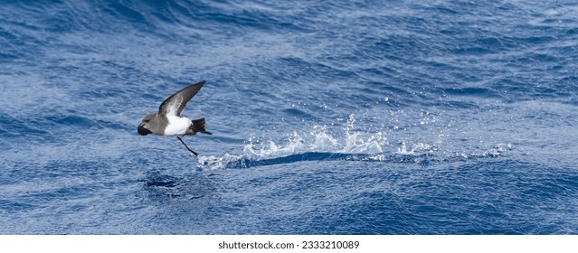 Black-bellied Storm Petrel in flight