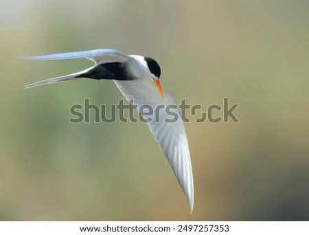 Black-bellied Tern (Sterna acuticauda) in flight in Pakistan. 

“Endangered” on IUCN Red List of Threatened Birds.Small, elegant,black belly,white body, orange bill.Rivers,wetlands.Eats fish,insects.