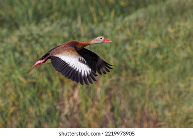 1,205 Black Bellied Whistling Duck Images, Stock Photos & Vectors ...