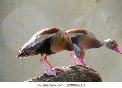 A Black-bellied Whistling Duck, lat. Dendrocygna autumnalis, or black-bellied tree duck, Standing On A Tree Branch