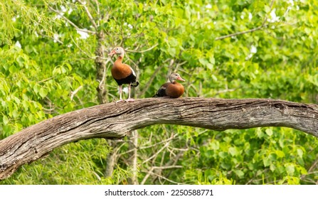 Black-bellied Whistling Duck Pair Perched On Limb