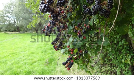 Blackberries Autumn Hedgerow Fruit Countryside