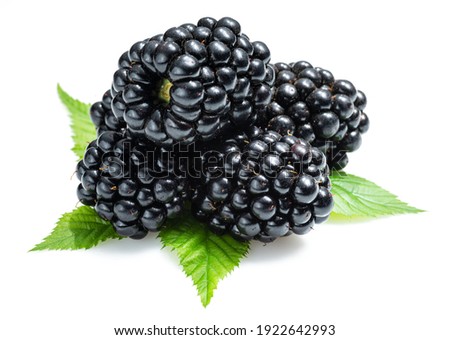 Blackberries with blackberry leaves isolated on a white background.