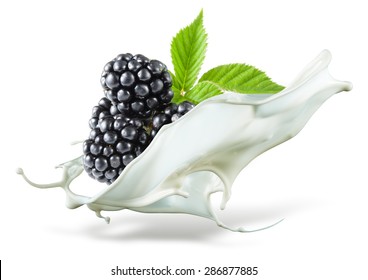 Blackberries Falling Into Milk. Splash Isolated On White Background