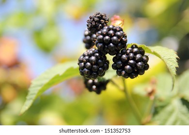 Blackberries Growing In Garden