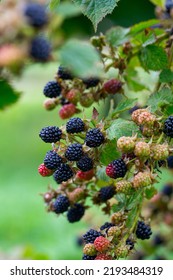 Blackberries Growing In Summer Garden