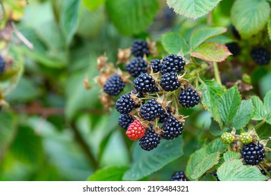 Blackberries Growing In Summer Garden