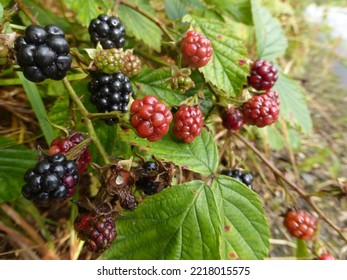 Blackberries Growing Wild In A Hedgerow