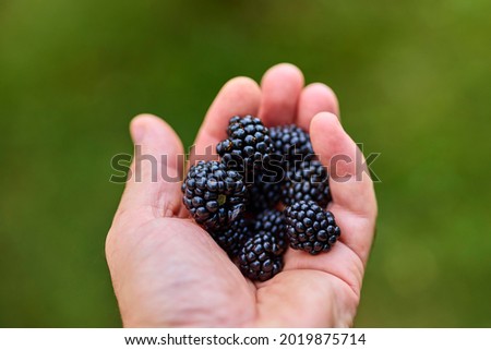 Similar – Blackberries in a child hand