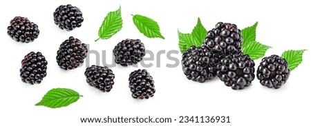 blackberries with leaves isolated on white background. clipping path