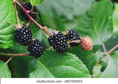 Blackberries on a green branch. Ripe blackberries. Delicious black berry growing on the bushes. Berry fruit drink. Juicy berry on a branch