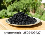 Blackberries on a plate. Handpicked Blackberries from the Garden.