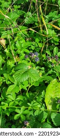 Blackberries in the rorest in the late summer